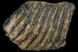 Partial Southern Mammoth Molar - Hungary #111861-3